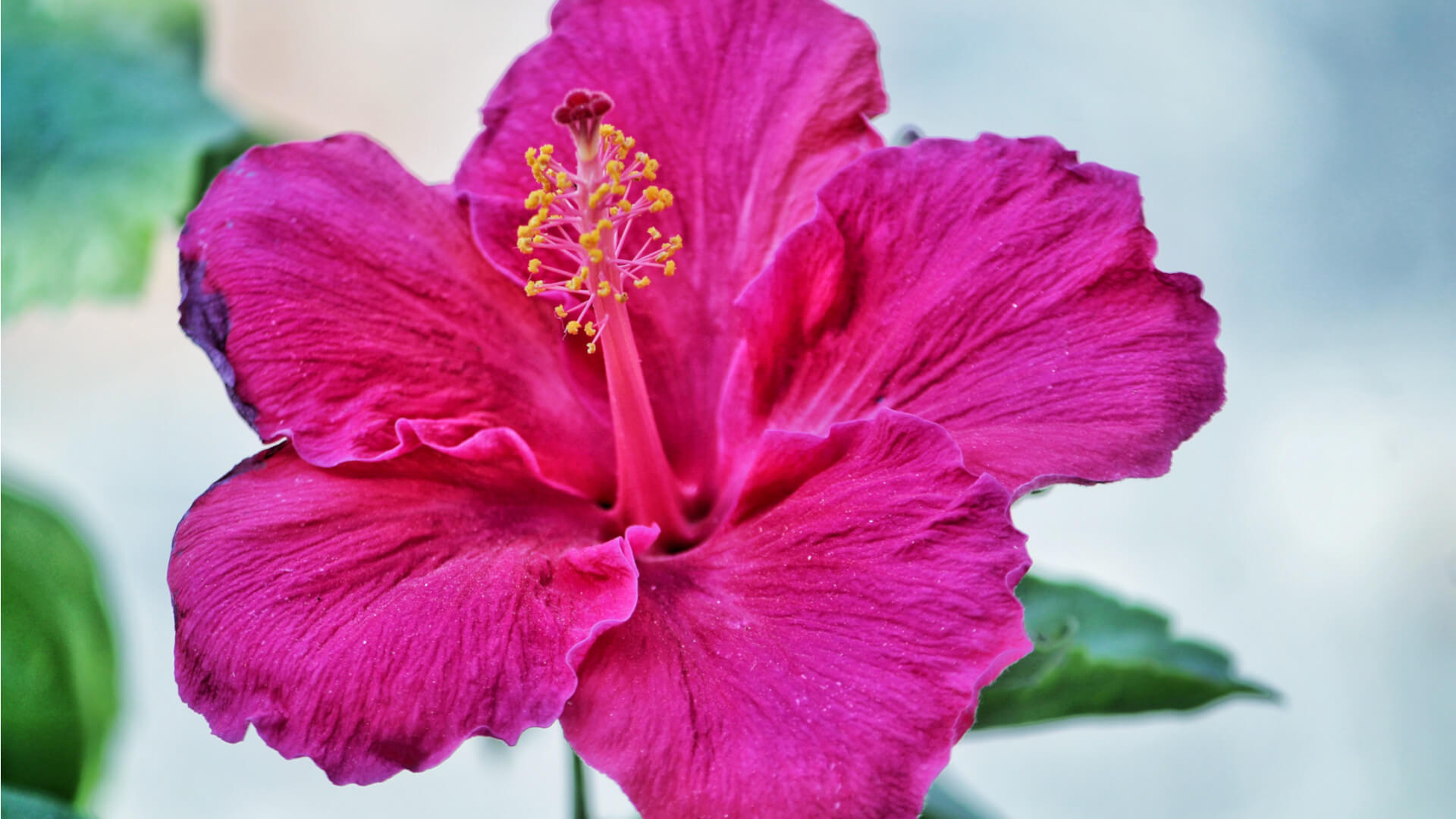 Hibiscus-kukka FITMILL